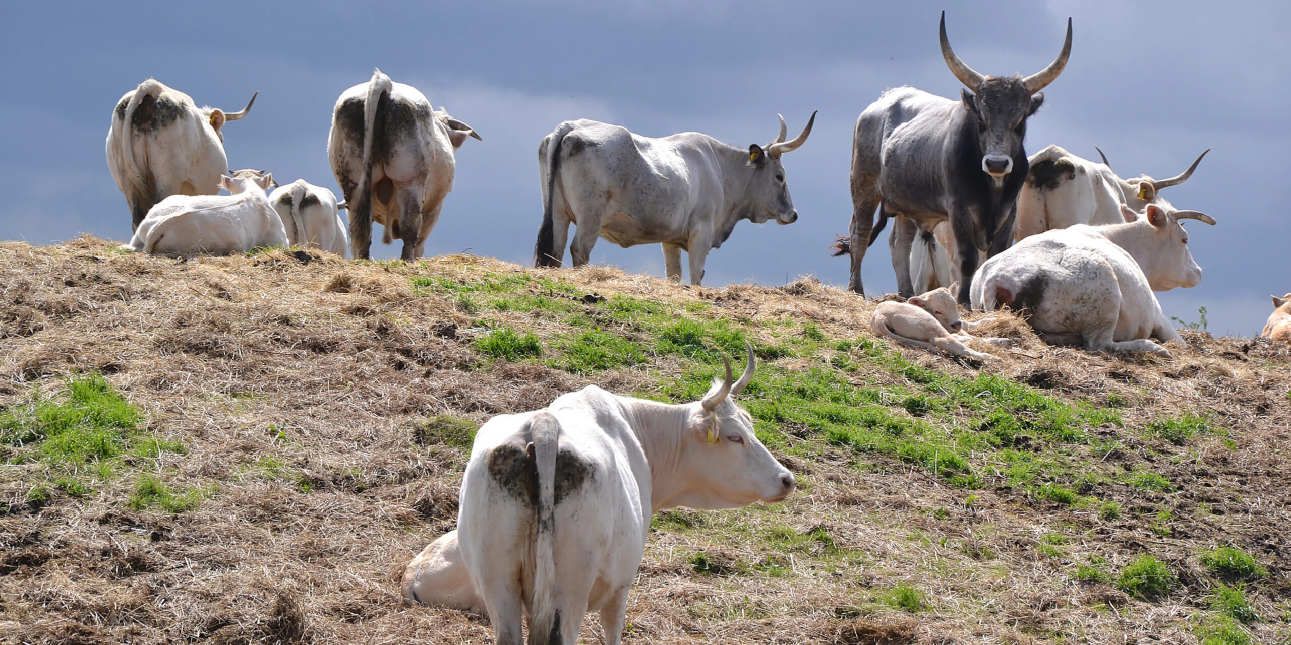 The Mighty Chianina: Tuscany’s Iconic Cattle Breed